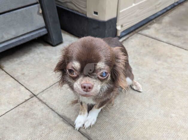 Lovely chocolate girl needing loving home for sale in Chatteris, Cambridgeshire - Image 2