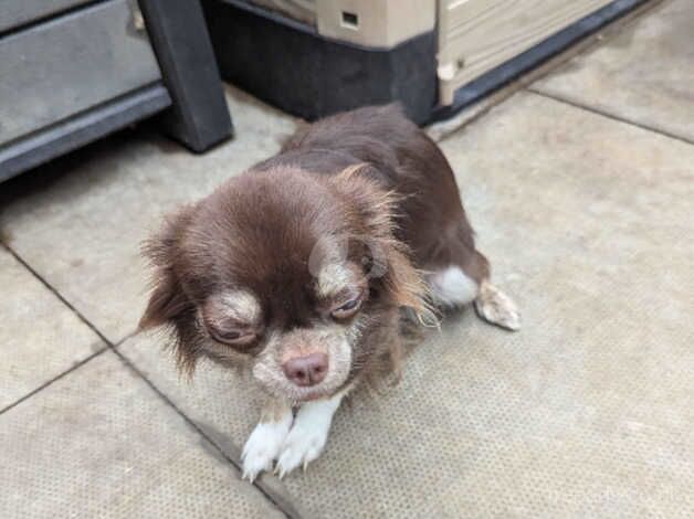 Chihuahua Puppies for sale in Cambridgeshire