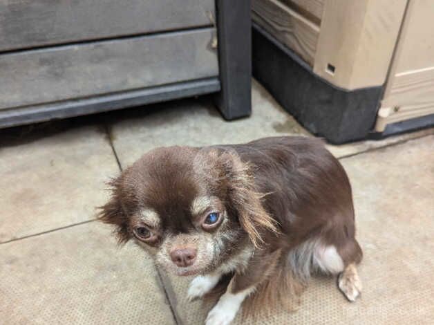 Lovely chocolate girl needing loving home for sale in Chatteris, Cambridgeshire - Image 4