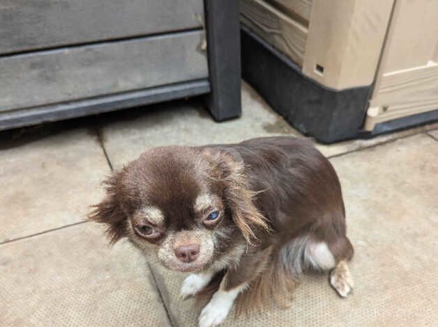 Lovely chocolate girl needing loving home for sale in Chatteris, Cambridgeshire - Image 5