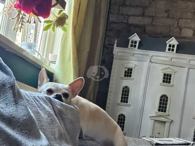 Luna 6 year old Frenchie x chihuahua for sale in Wirral