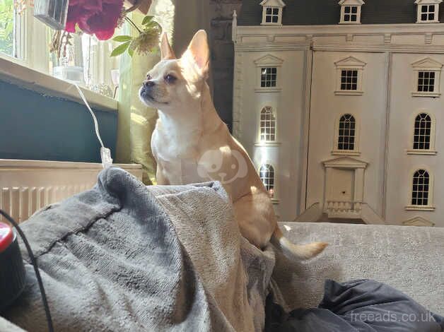 Luna 6 year old Frenchie x chihuahua for sale in Wirral - Image 2