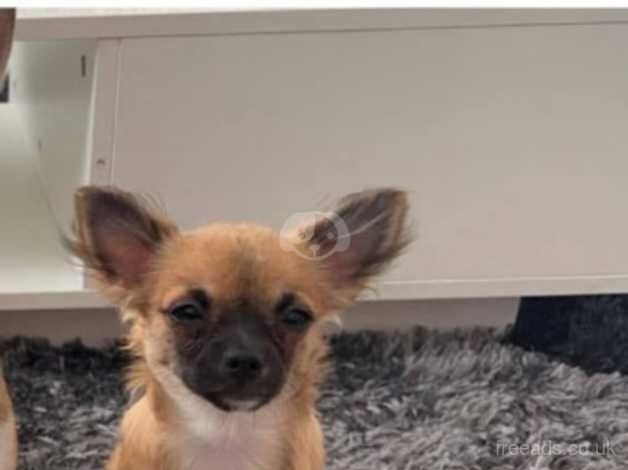 Make chihuahua for sale in Swansea/Abertawe, Swansea