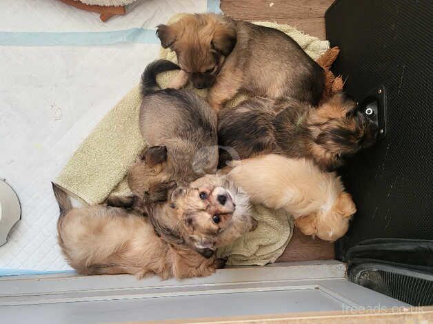 Malchi Puppies For Sale. for sale in Polegate, East Sussex - Image 3