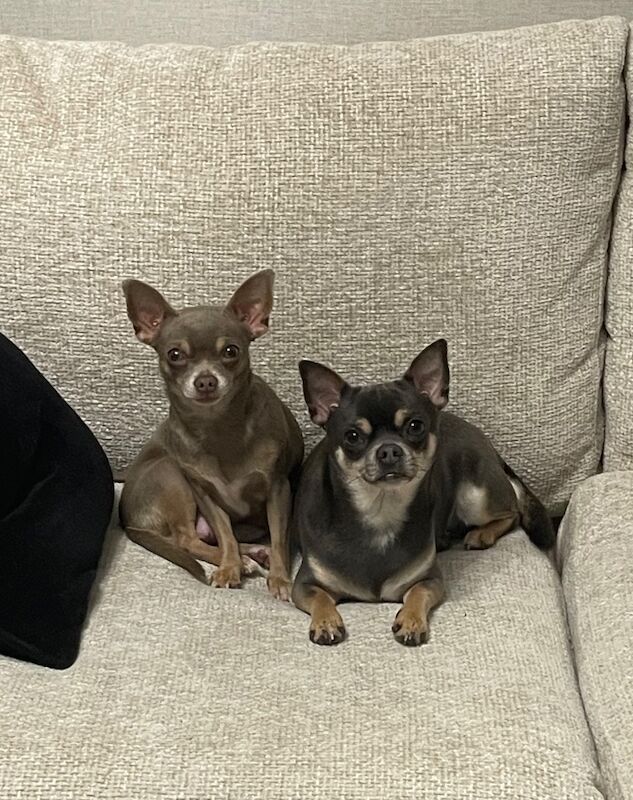 Male and female chihuahua looking for forever home for sale in Gloucester, Gloucestershire