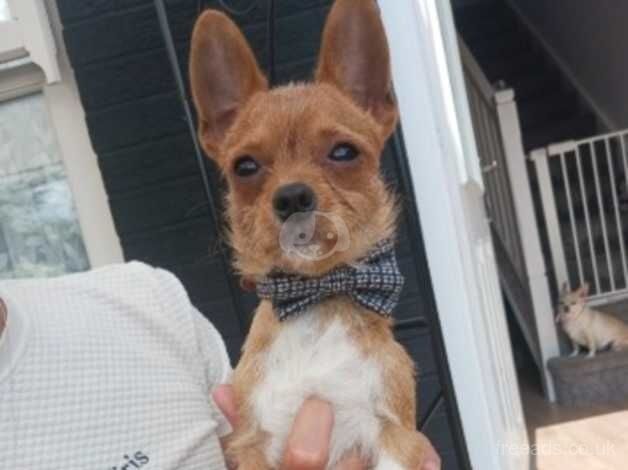 Male chihuahua 2 years old for sale in Tadcaster, North Yorkshire