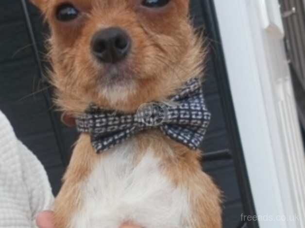 Male chihuahua 2 years old for sale in Tadcaster, North Yorkshire - Image 2