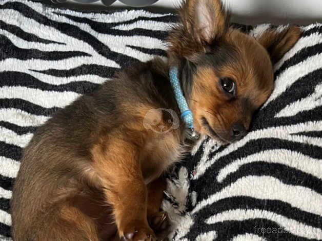 Male chihuahua for sale