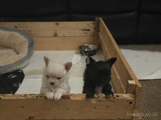 Chihuahuas for sale in Preston, Lancashire