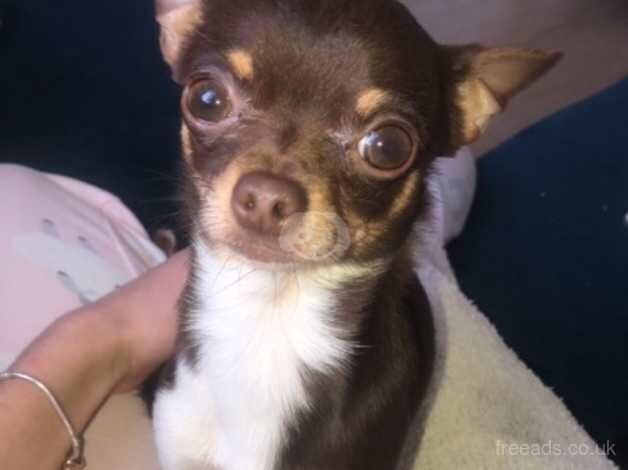 Male teacup chihuahua 3 years old for sale in Birkenhead, Merseyside