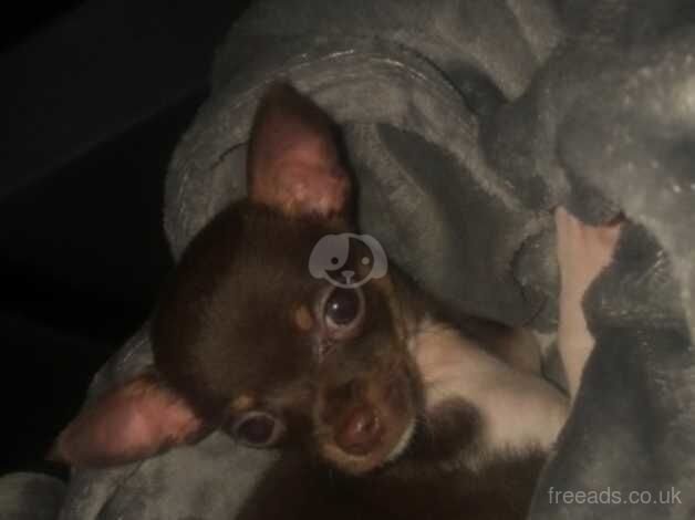 Male teacup chihuahua 3 years old for sale in Birkenhead, Merseyside - Image 2