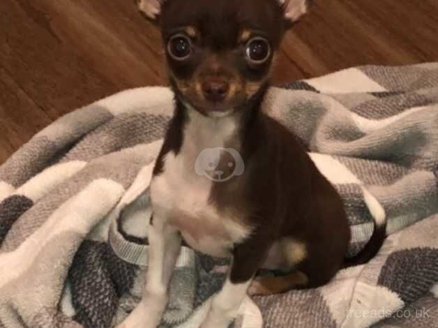 Chihuahua Puppies for sale in Merseyside