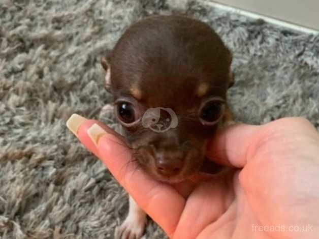 Male teacup chihuahua 3 years old for sale in Birkenhead, Merseyside - Image 5