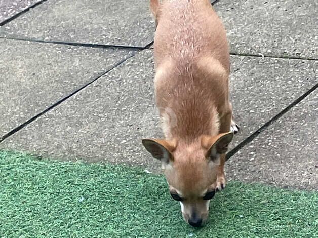 Chihuahua Puppies for sale in Lincolnshire