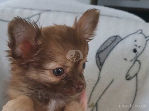 Chihuahua Puppies for sale in Kent