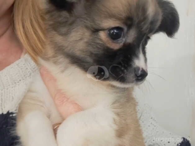 Meet 'Rupert'! Long haired chihuahua for sale in Sittingbourne, Kent - Image 1