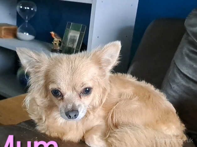 Meet 'Rupert'! Long haired chihuahua for sale in Sittingbourne, Kent - Image 2