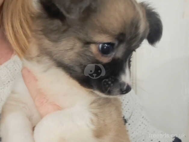 Meet 'Rupert'! Long haired chihuahua for sale in Sittingbourne, Kent - Image 4