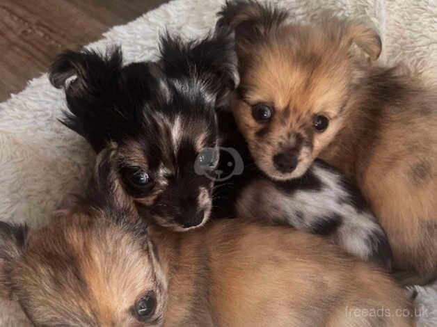 Merle Applehead Chihuahua Puppies for sale in Ampleforth, North Yorkshire - Image 1