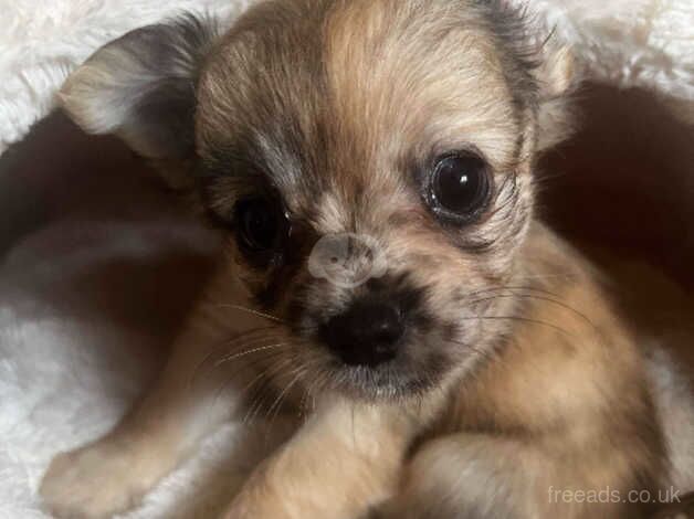 Merle Applehead Chihuahua Puppies for sale in Ampleforth, North Yorkshire - Image 2