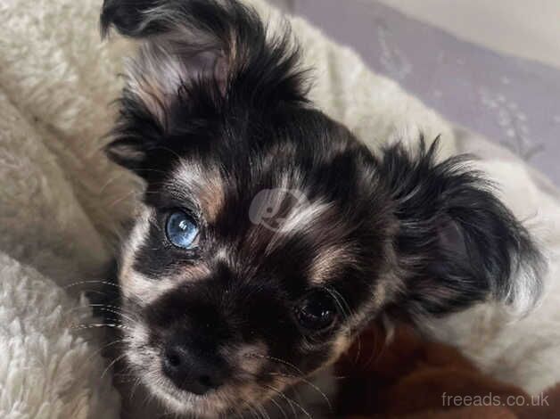 Merle Applehead Chihuahua Puppies for sale in Ampleforth, North Yorkshire - Image 3