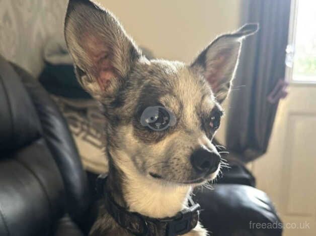 Merle chihuahua for sale in Bristol, Bristol