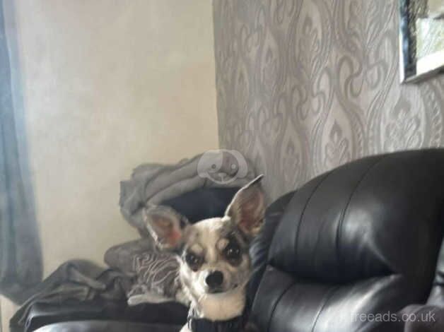 Merle chihuahua for sale in Bristol, Bristol - Image 2