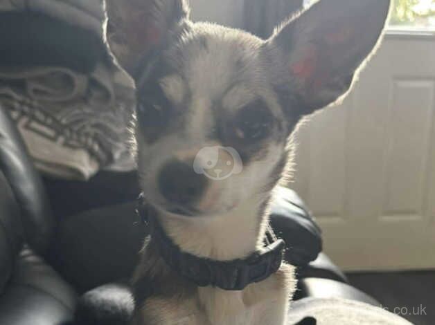 Chihuahua Puppies for sale in Bristol