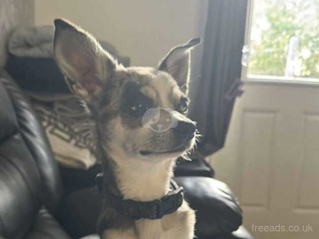 Chihuahua Puppies for sale