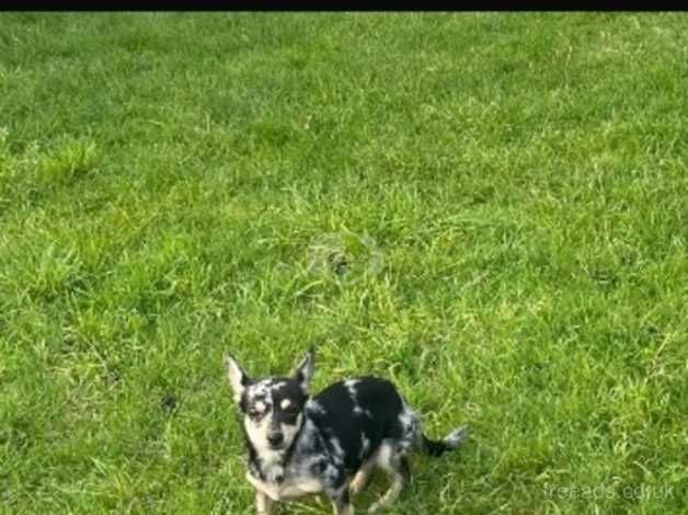 Merle chihuahua for sale in Hounslow, Hounslow, Greater London