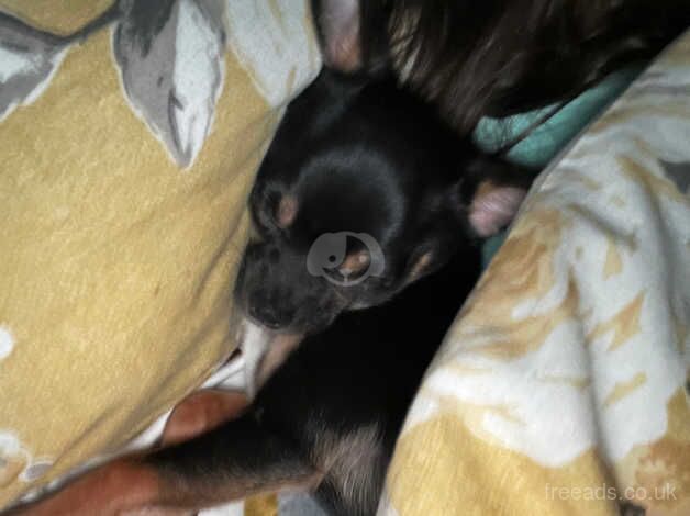 Minature Chihuahua puppy for sale in Doncaster, South Yorkshire - Image 2