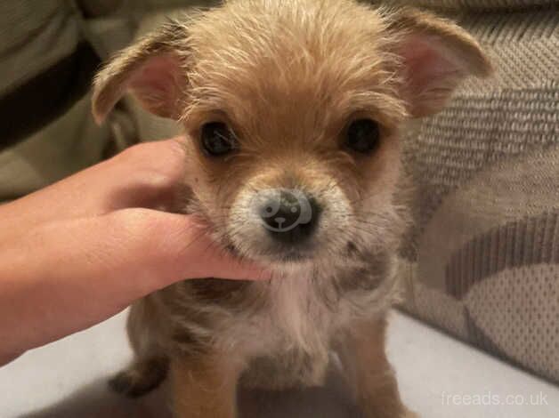 Minature tea cup Chihuhua for sale in Boston, Lincolnshire - Image 1