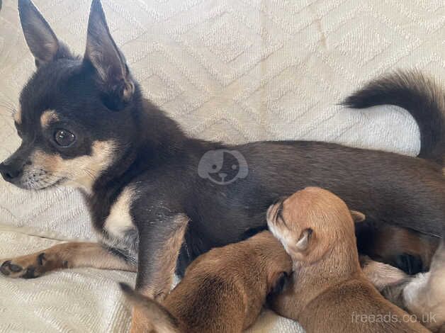 Chihuahua Puppies for sale in Lincolnshire