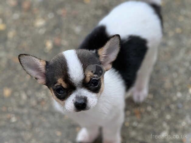 Chihuahuas for sale in Godalming, Surrey