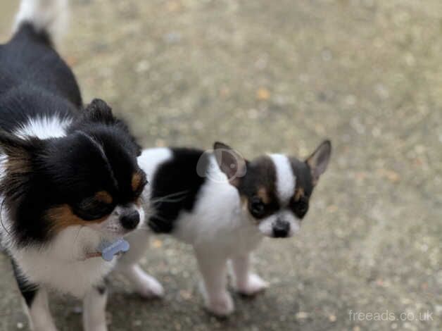 Mini tea cup chihuahuas for sale in Godalming, Surrey - Image 3