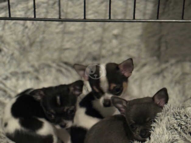 Mini tea cup chihuahuas for sale in Godalming, Surrey - Image 4