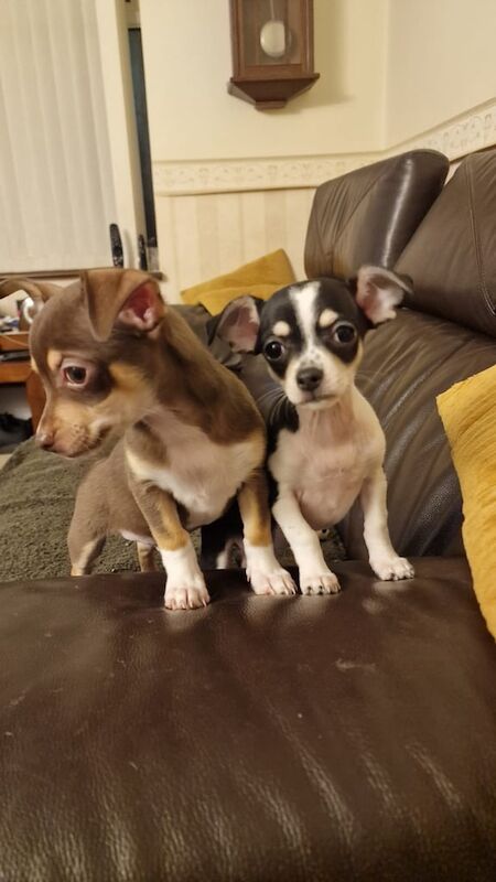 Miniature and toys Chihuahuas for sale in Sittingbourne, Kent