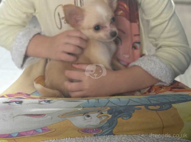 Miniature chihuahua's for sale in Walsall, West Midlands