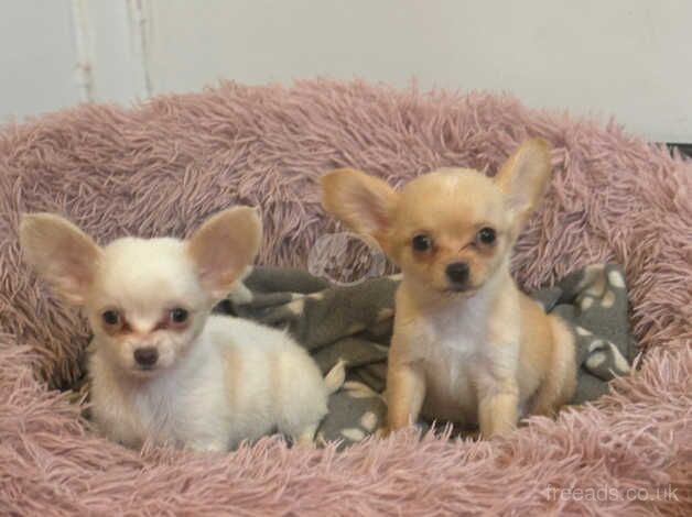 Chihuahuas for sale in Walsall, West Midlands