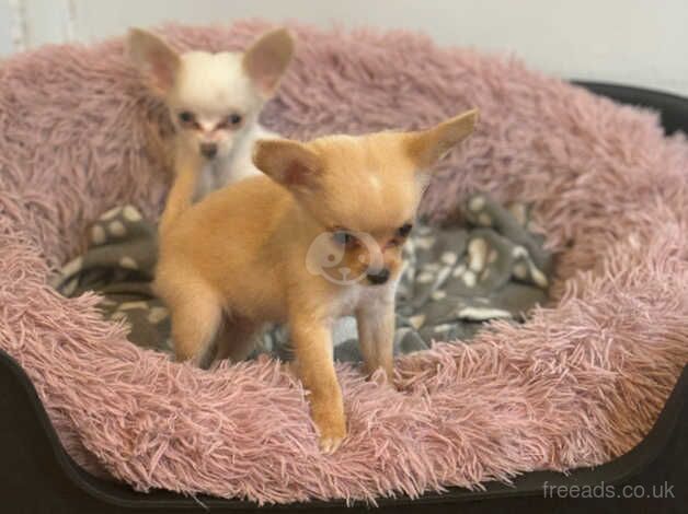 Chihuahua Puppies for sale in West Midlands