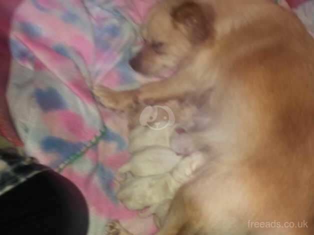 Chihuahua Puppies for sale