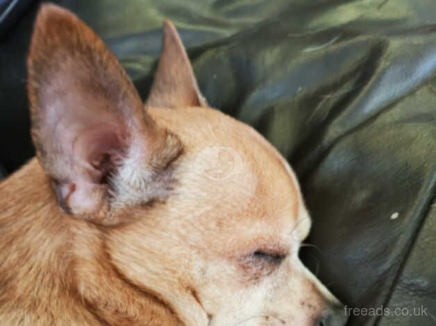 Chihuahua Puppies for sale in Derbyshire