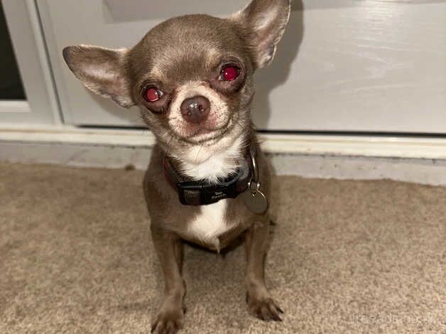 Older Chihuahua REHOME for sale in Gravesend, Kent