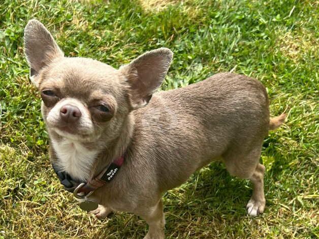 Chihuahuas for sale in Gravesend, Kent