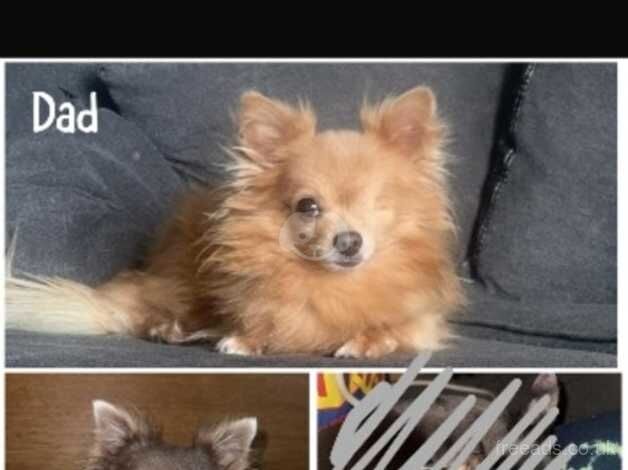 One female and male chihuahua for sale in Aberdare, Rhondda Cynon Taf