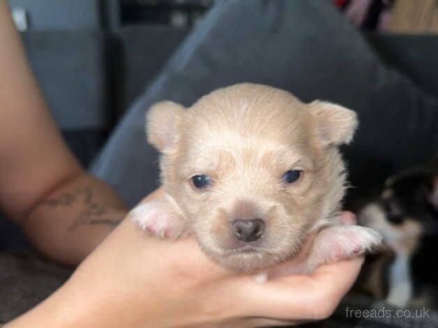 Chihuahua Puppies for sale in Rhondda Cynon Taf