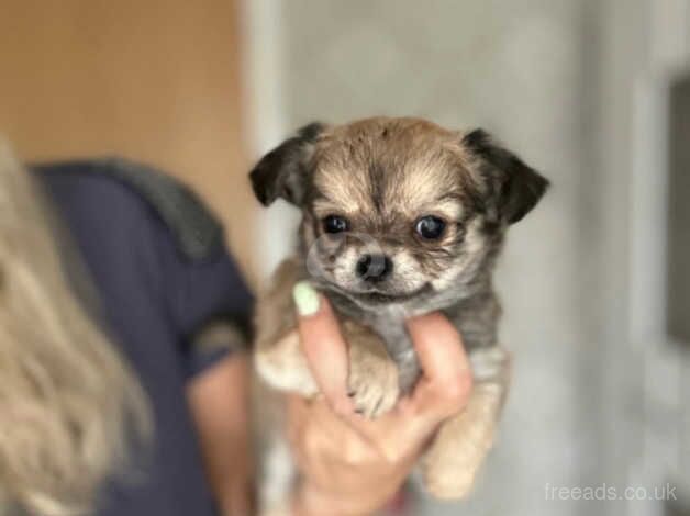 One girl left Chihuahua puppy for sale in Rugby, Warwickshire