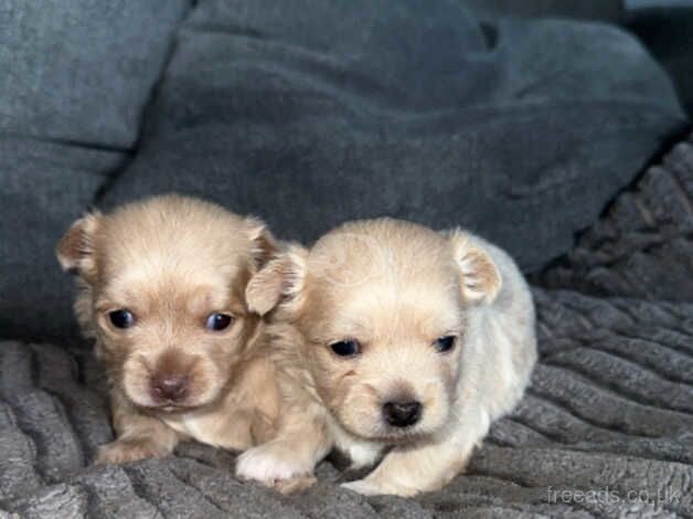 Chihuahua Puppies for sale in Rhondda Cynon Taf