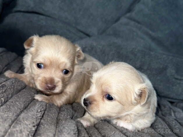 Chihuahua Puppies for sale