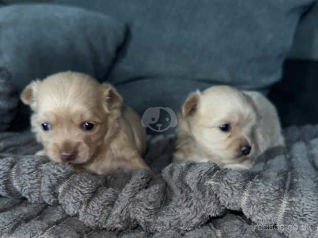 One male one female left for sale in Aberdare, Rhondda Cynon Taf - Image 5